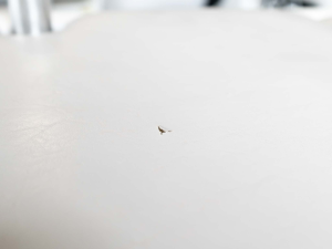 2009 Centurion Boats Falcon for sale in Springville, Utah